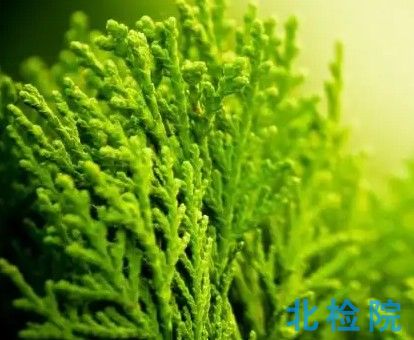 海藻糖測試