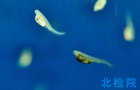 水生<a href=http://www.yzsyj.net/keyan/shengwushiyan/ target=_blank class=infotextkey>生物試驗</a>