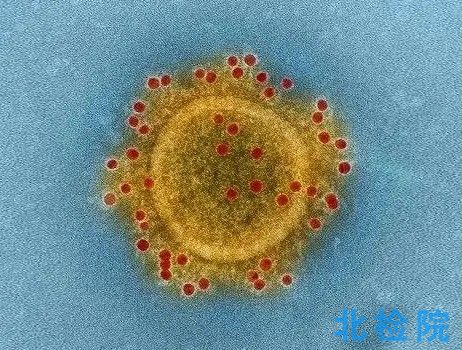實驗動物病毒試驗