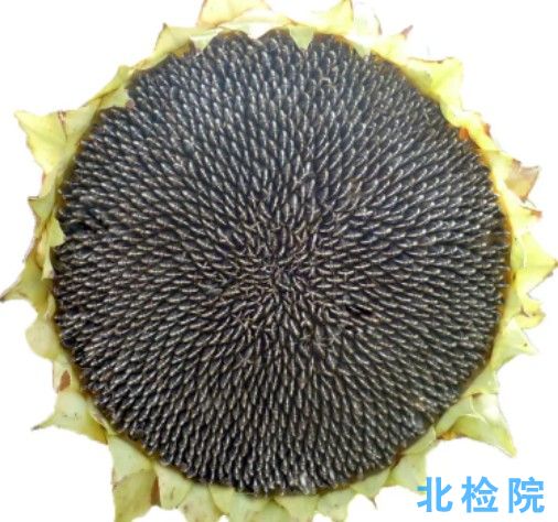 葵花子