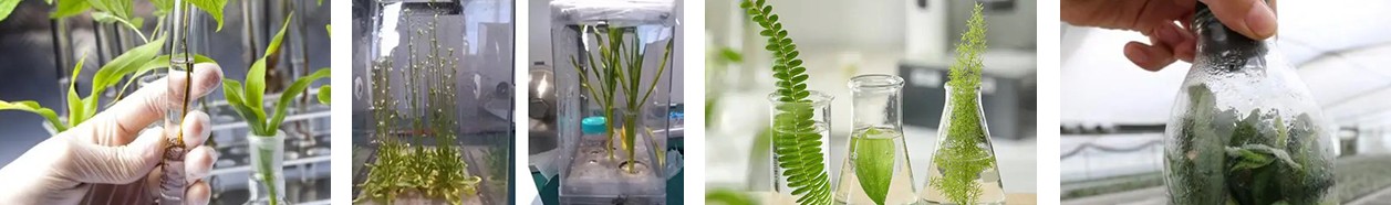 植物試驗