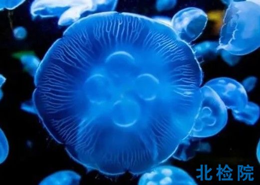 海洋生物體測試