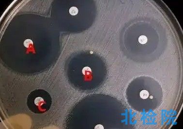 濃度梯度瓊脂擴散藥敏條測試