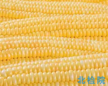 玉米轉基因測試