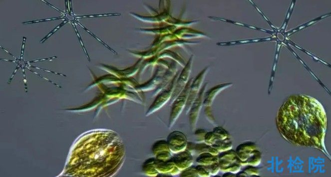 浮游生物測試