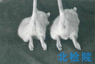 <a href=http://www.yzsyj.net/keyan/dongwushiyan/ target=_blank class=infotextkey>動物試驗</a>項目及報告