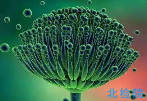 動物毒性試驗