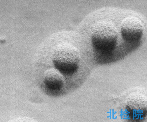 動物支原體指標檢測