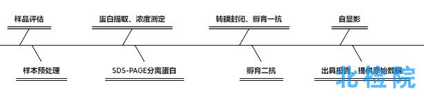 蛋白印跡試驗