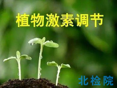 植物激素指標檢測