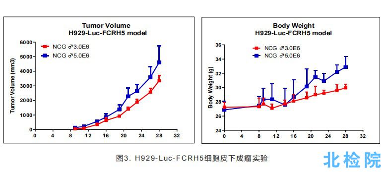 人多發性骨髓瘤皮下成瘤模型