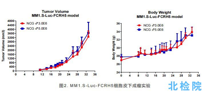人多發性骨髓瘤皮下成瘤模型