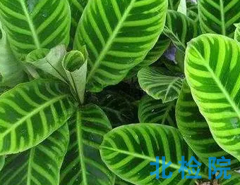 植物葉片