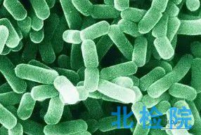 銅綠假單胞菌檢測
