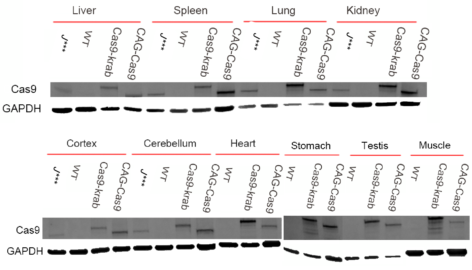 NM-KI-00120 R26-CAG-Cas9-1.png