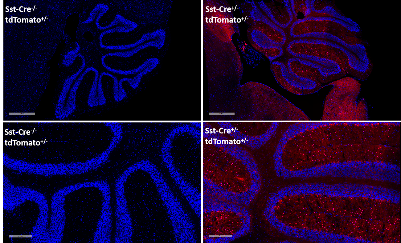 sst-cre-1.png