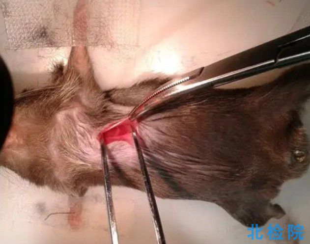 股骨頭壞死小鼠模型