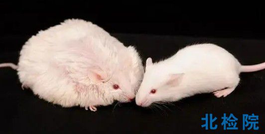 動物肥胖癥模型