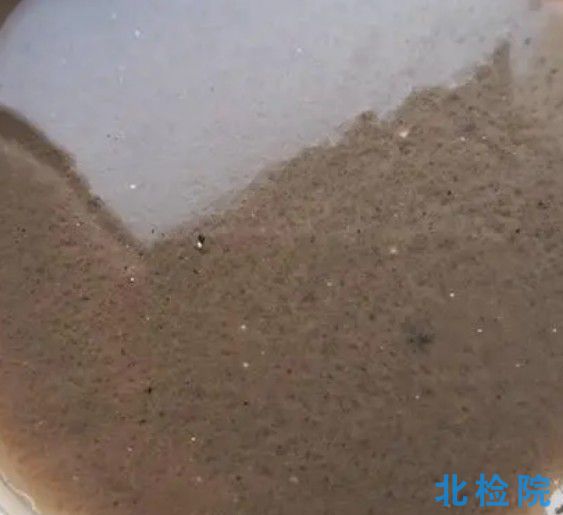 活性污泥